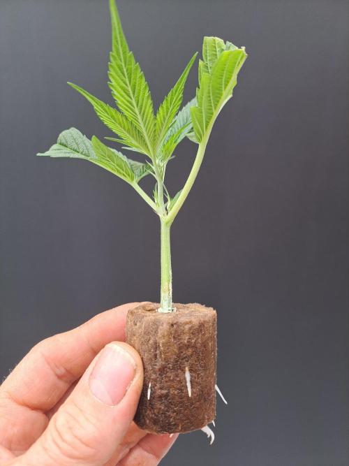 OUT Cookies Gelato CLONE. Week 2 - DAY15 Perfect clone