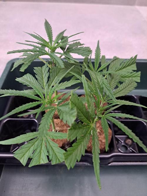 OUT Biscotti#7 CLONE. Week 2 - DAY12 Clones 