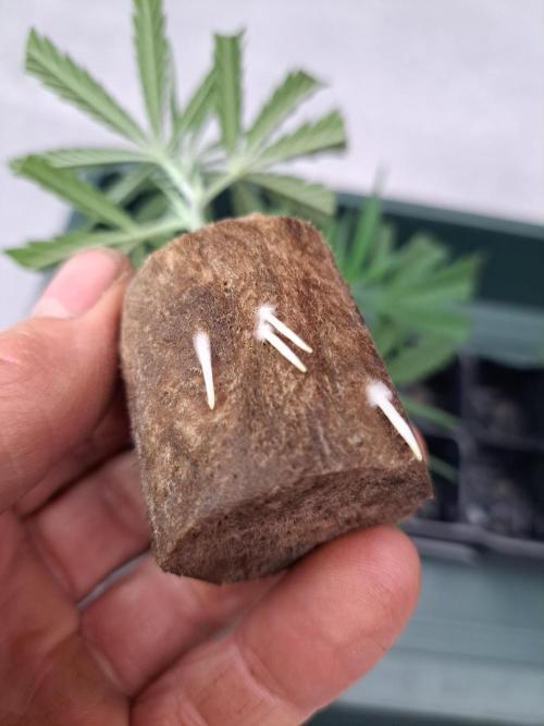 OUT Biscotti#7 CLONE. Week 2 - DAY12 Cuttings are rooted, they are clones now :)
