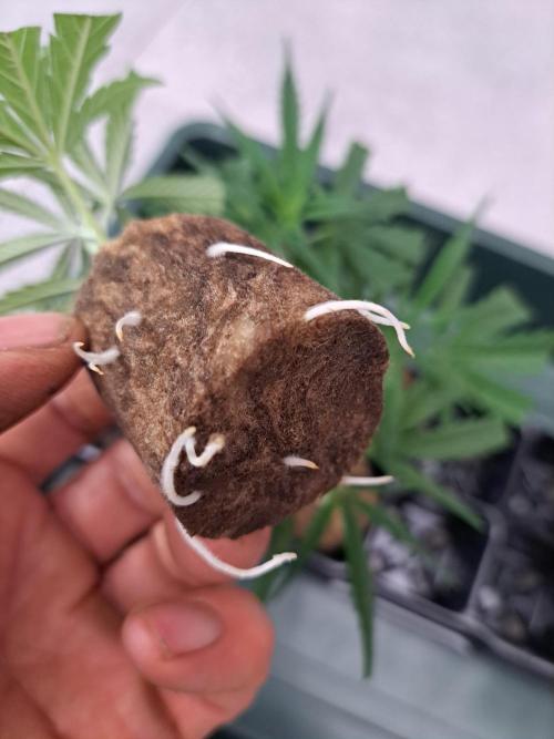 OUT Biscotti#7 CLONE. Week 2 - DAY12 Cuttings are rooted, they are clones now :)