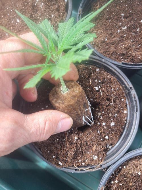 OUT Biscotti#7 CLONE. Week 3 - DAY16 Transplanting