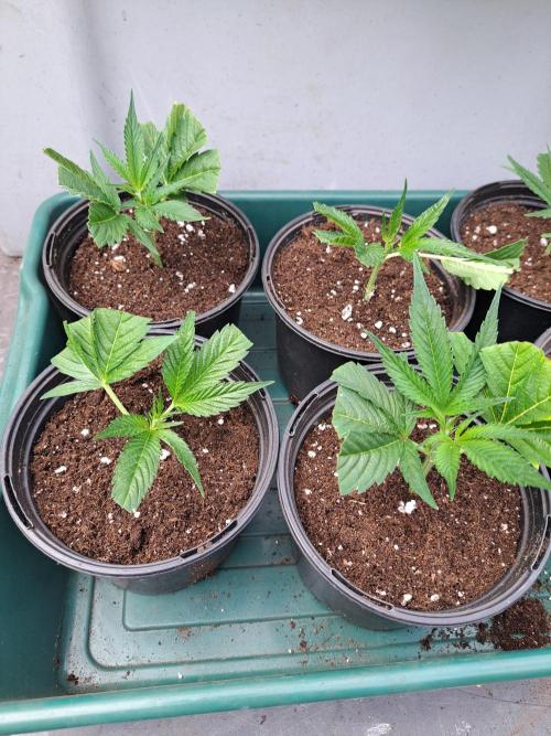 Cookies Gelato. Week 3