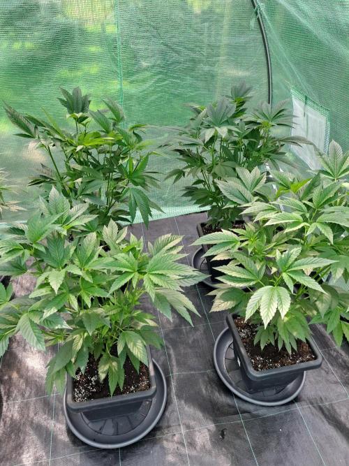 GH Cookies Gelato CLONE. Week 13 - DAY97