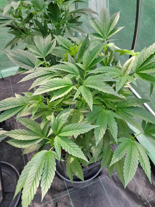 GH Cookies Gelato CLONE. Week 13 - DAY97