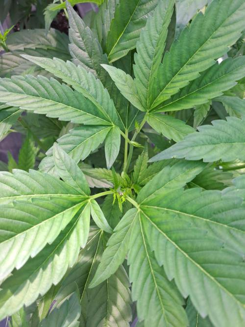 GH Cookies Gelato CLONE. Week 13 - DAY97