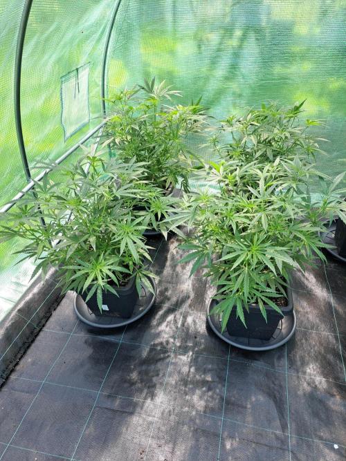Biscotti#7 Zamnesia CLONE. Week 14 - DAY102