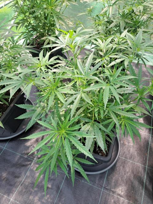 Biscotti#7 Zamnesia CLONE. Week 14 - DAY102