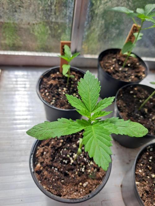 Zoap Rosé. Week 3 - DAY26