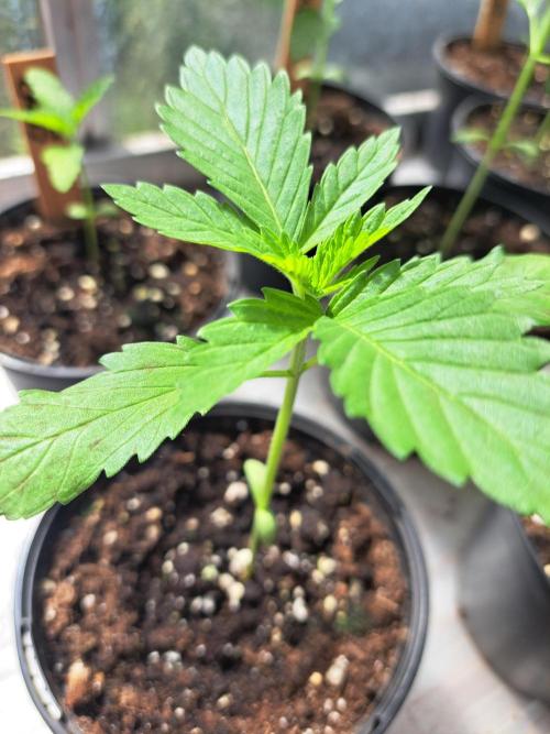 Zoap Rosé. Week 3 - DAY26 Plant#1