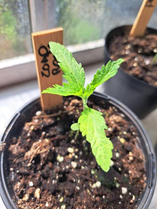 Zoap Rosé. Week 3 - DAY26 Plant#2