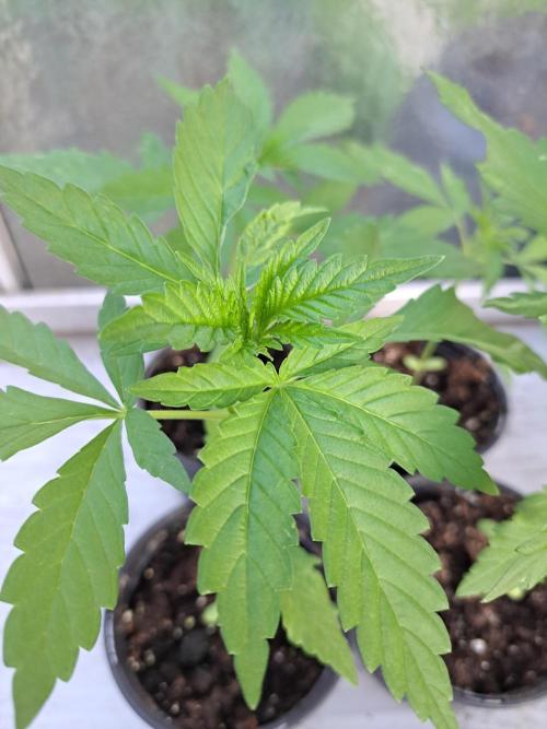 Amnesia Haze Go Fast. Week 3 - DAY28 Plant #1