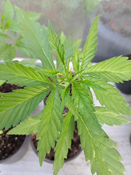 Amnesia Haze Go Fast. Week 3 - DAY28 Plant #2