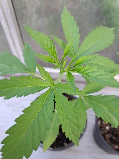 Amnesia Haze Go Fast. Week 3 - DAY28 Plant #3