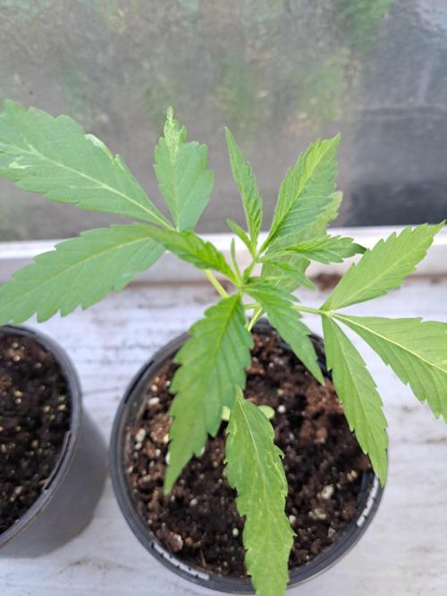 Amnesia Haze Go Fast. Week 3 - DAY28 Plant #4
