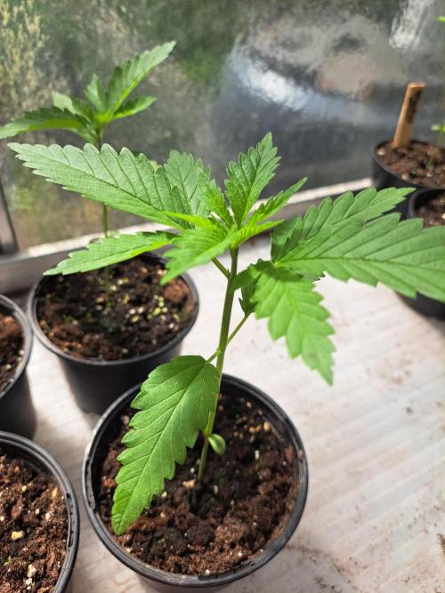 Clementine Slush. Week 3 - DAY26 Plant #1