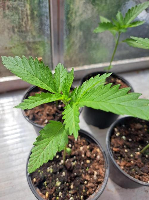 Clementine Slush. Week 3 - DAY26 Plant #2