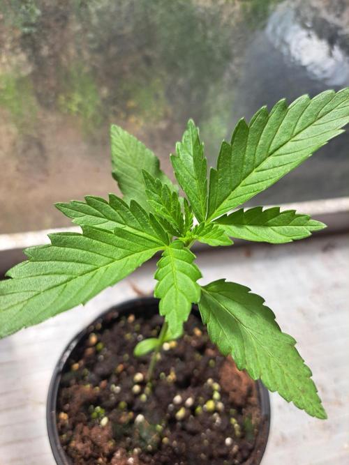 Clementine Slush. Week 3 - DAY26 Plant #3