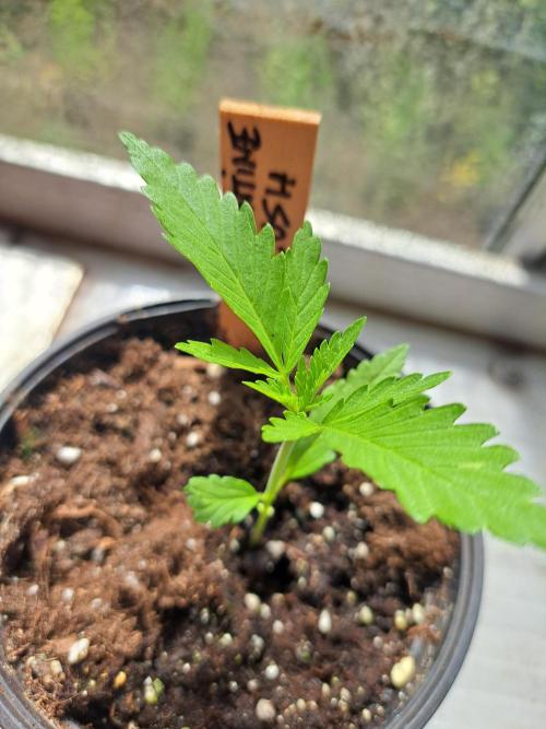 Clementine Slush. Week 3 - DAY26 Plant #4