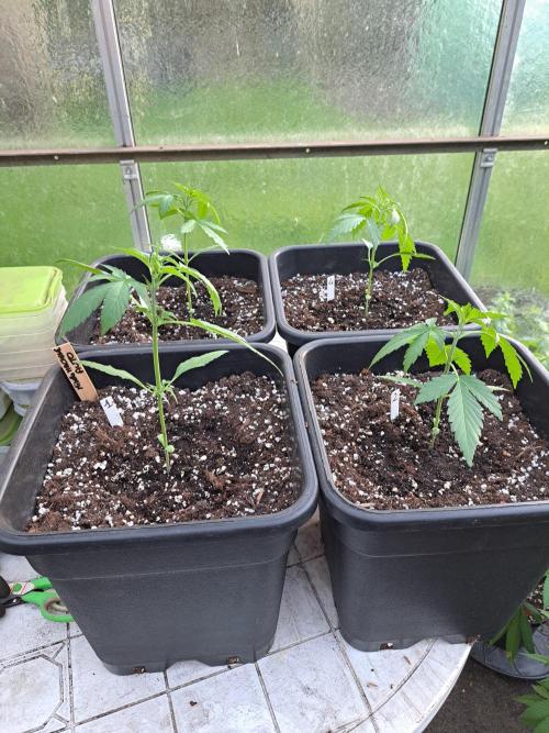 Mikromachine Auto. Week 3 - DAY28