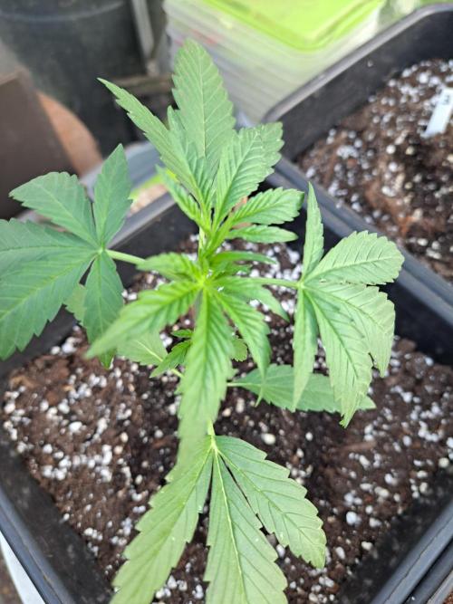 Mikromachine Auto. Week 3 - DAY28 Plant #1