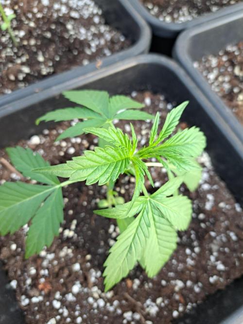 Mikromachine Auto. Week 3 - DAY28 Plant #2
