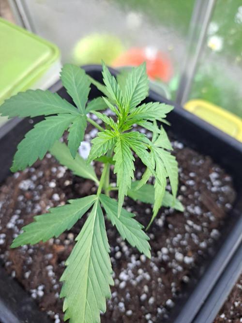 Mikromachine Auto. Week 3 - DAY28 Plant #3