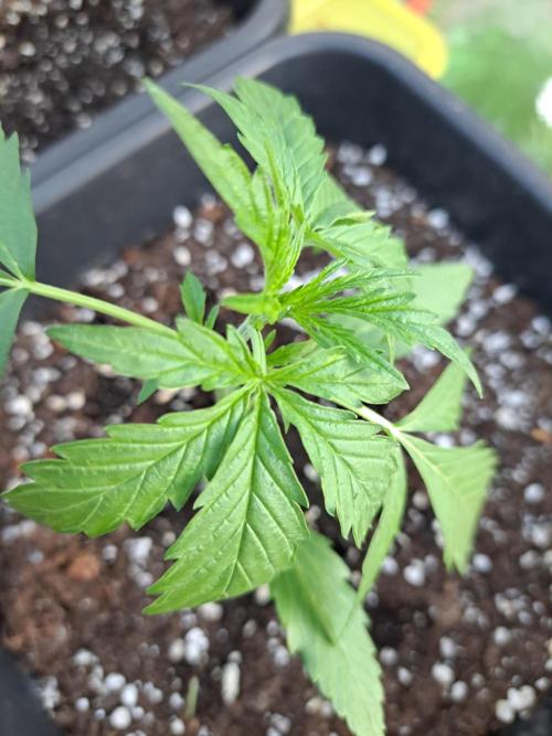 Mikromachine Auto. Week 3 - DAY28 Plant #4