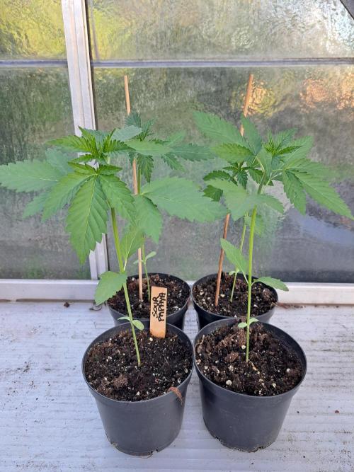 Sour Papaya. Week 3 - DAY28
