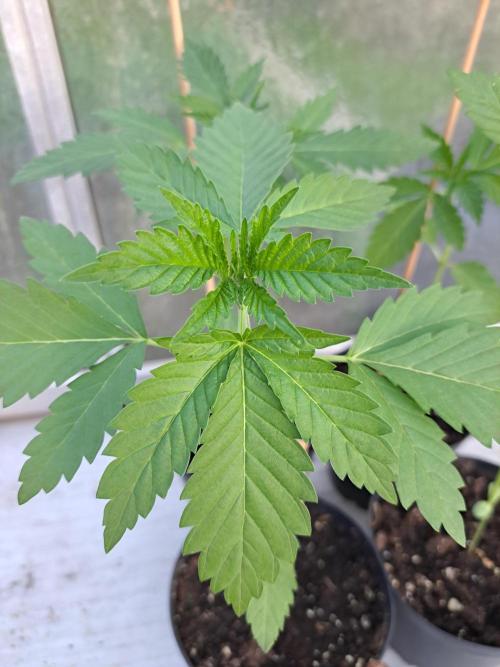 Sour Papaya. Week 3 - DAY28 Plant #1