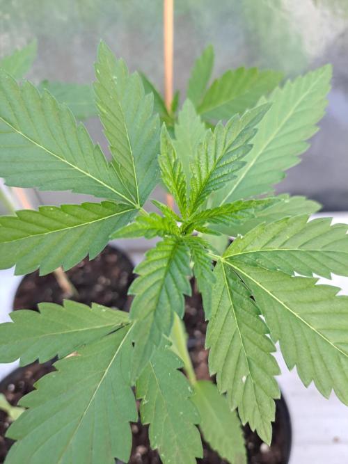 Sour Papaya. Week 3 - DAY28 Plant #2