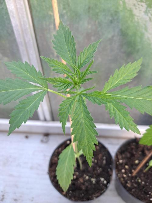 Sour Papaya. Week 3 - DAY28 Plant #3