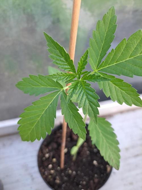 Sour Papaya. Week 3 - DAY28 Plant #4