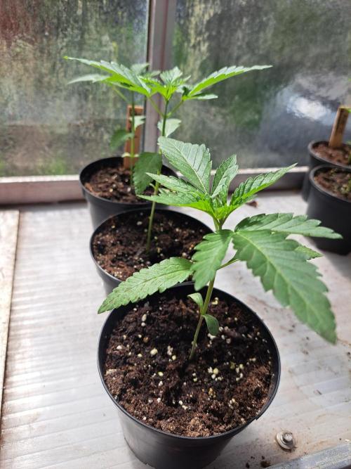Permant Marker X Georgia Pie. Week 3 - DAY26