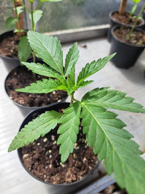 Permant Marker X Georgia Pie. Week 3 - DAY26 Plant #1