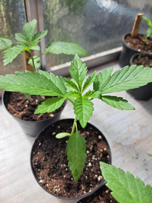 Permant Marker X Georgia Pie. Week 3 - DAY26 Plant #2