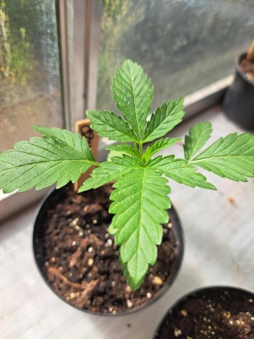 Permant Marker X Georgia Pie. Week 3 - DAY26 Plant #3