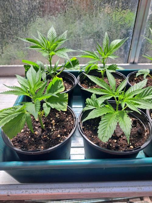 OUT Cookies Gelato CLONE. Week 4 - DAY22