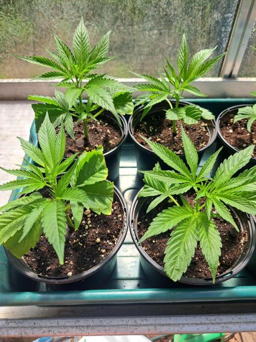 OUT Cookies Gelato CLONE. Week 4 - DAY22