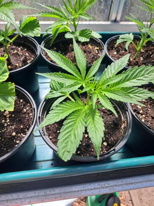 OUT Cookies Gelato CLONE. Week 4 - DAY22