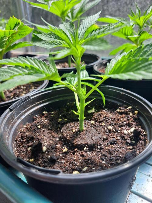 OUT Cookies Gelato CLONE. Week 4 - DAY22