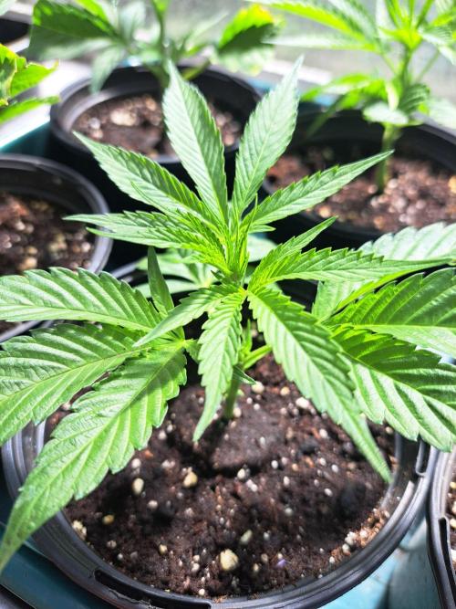 OUT Cookies Gelato CLONE. Week 4 - DAY22