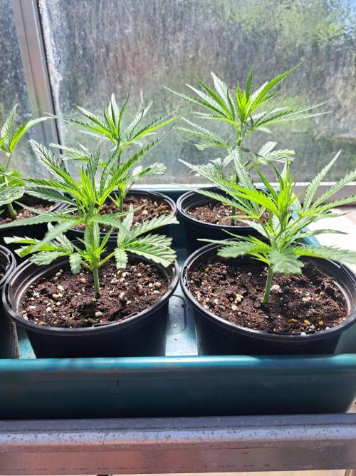 OUT Biscotti#7 CLONE. Week 4 - DAY22