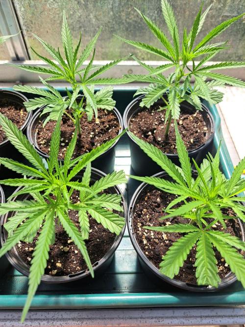 OUT Biscotti#7 CLONE. Week 4 - DAY22
