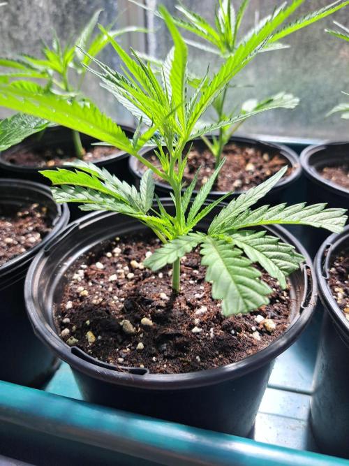 OUT Biscotti#7 CLONE. Week 4 - DAY22