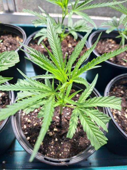 OUT Biscotti#7 CLONE. Week 4 - DAY22