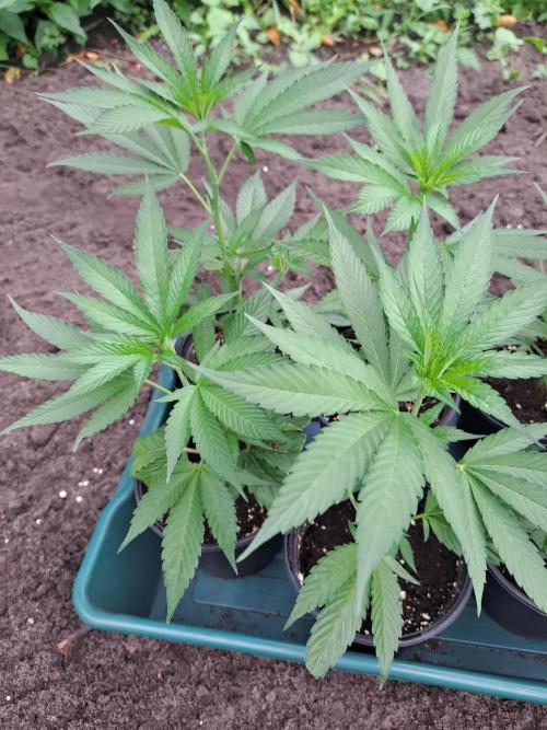 OUT Cookies Gelato CLONE. Week 5 - DAY27 Clones for transplanting