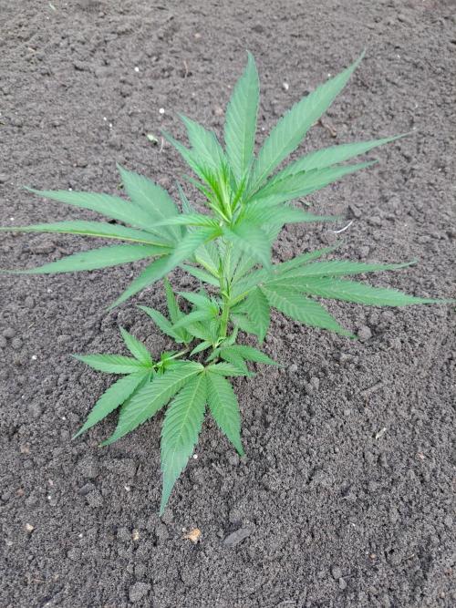 OUT Cookies Gelato CLONE. Week 5 - DAY27 After transplanting in the open ground