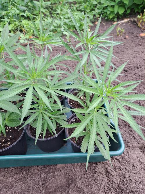 OUT Biscotti#7 CLONE. Week 5 - DAY27 Clones ready for transplating