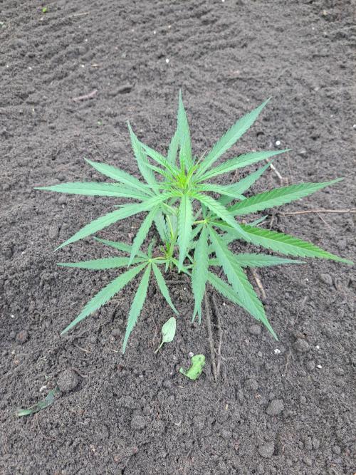 OUT Biscotti#7 CLONE. Week 5 - DAY27 After transplanting in the open ground