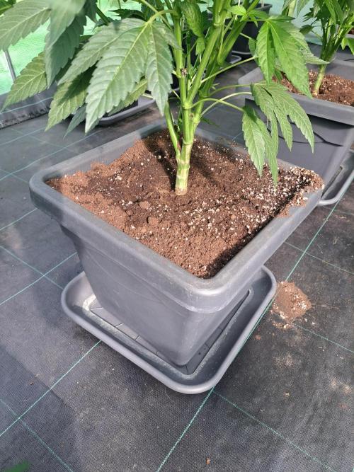 Cookies Gelato. Week 15